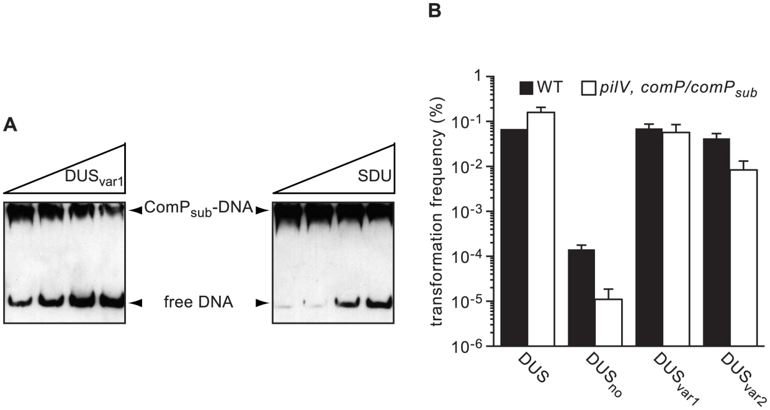 ComP homologs in other human <i>Neisseria</i> species are DNA receptors playing a similar role in transformation to meningococcal ComP.