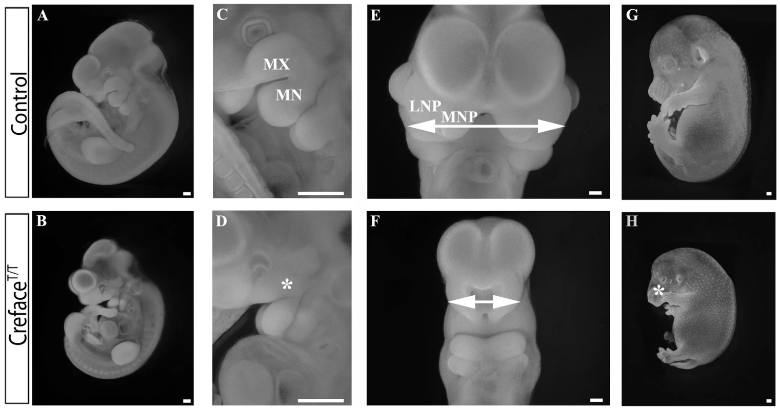 <i>Creface<sup>T/T</sup></i> embryos exhibit general facial prominence hypoplasia.
