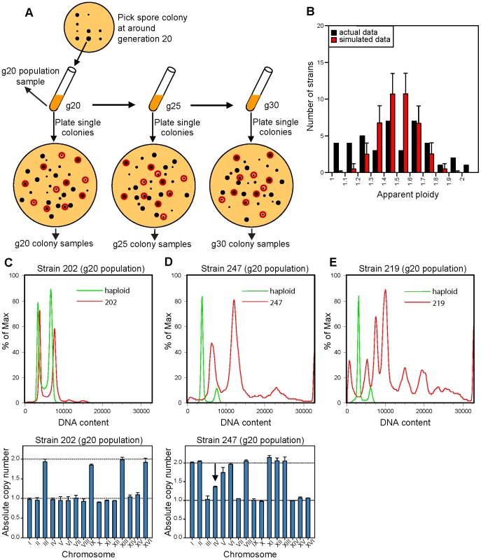 Isolation and karyotype analysis of aneuploid spore colonies after triploid meiosis.