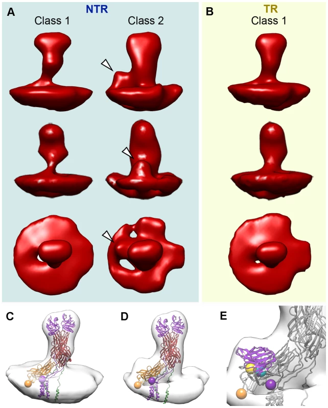Tomogram averaging and classification of NTR and TR spikes.