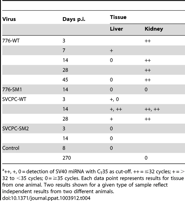 Detection of SV40 miRNA in hamster tissues<em class="ref">a</em>.