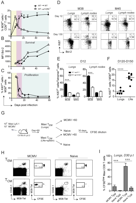 Non-hematopoietic cells promote extensive and systemic cell proliferation in the early phase of MCMV infection, but only local during latency.