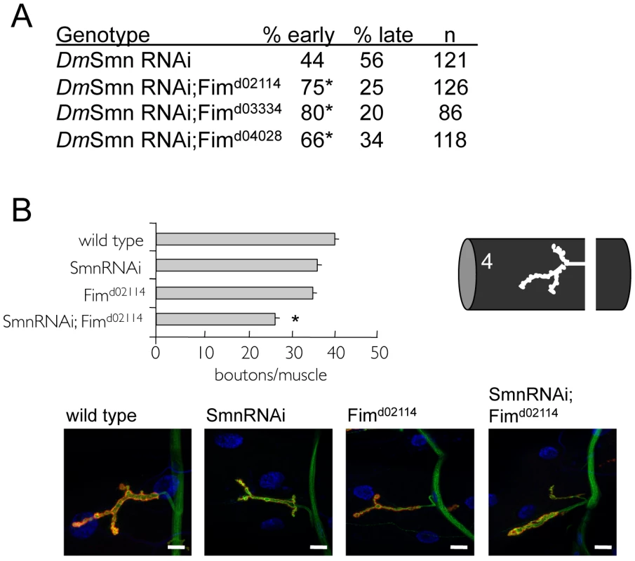 Loss of PLS3 orthologs enhances SMN loss of function defects in invertebrates.