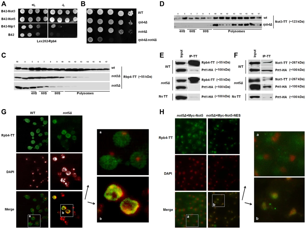 Rpb4 interacts with Not5 and the cytoplasmic functions of Rpb4 require Not5.