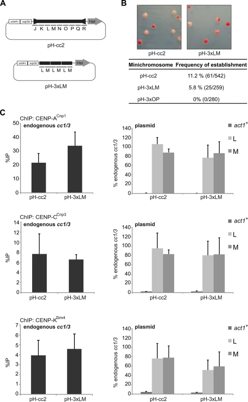 Tandem copies of the 2 kb LM region adjacent to heterochromatin/outer repeat are sufficient to establish a functional centromere in wild-type cells.