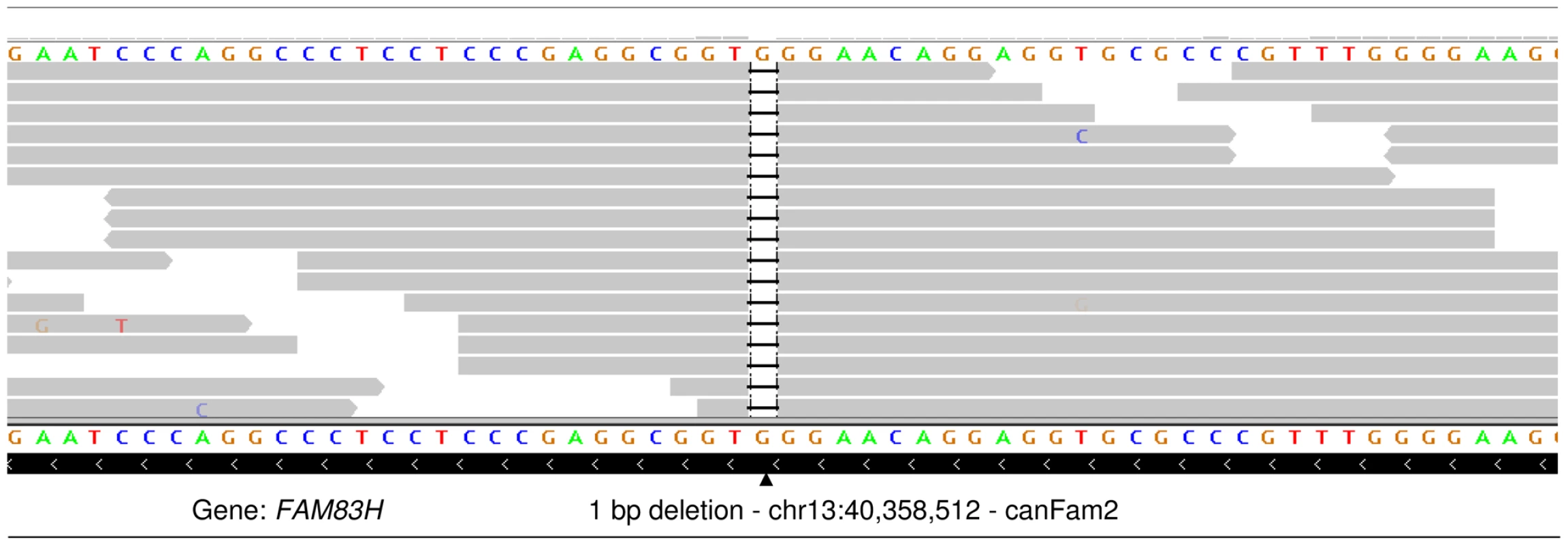 IGV display of the 1 bp deletion in exon 5 of <i>FAM83H</i>.