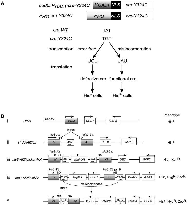 Cre-recombinase based assay for transcription errors <i>in vivo</i>.