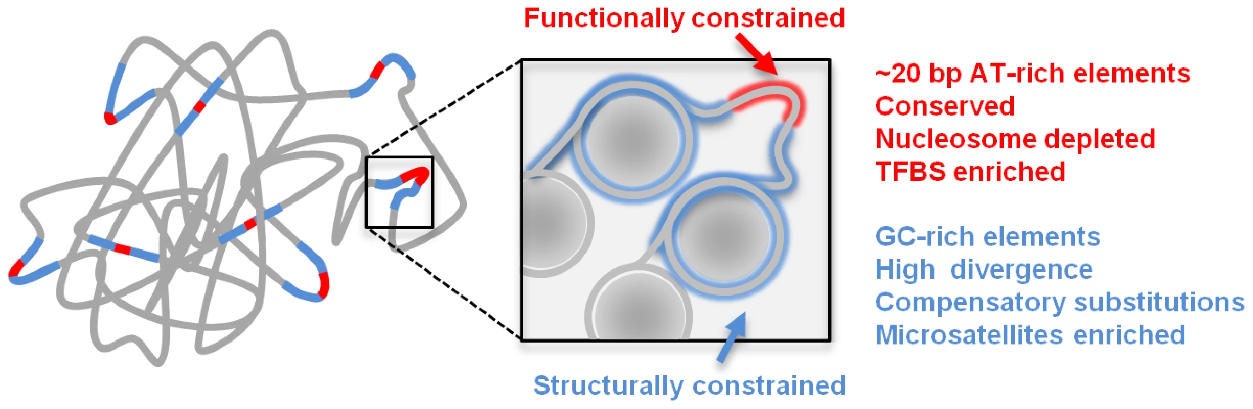 Schematic model of genome structure and function.
