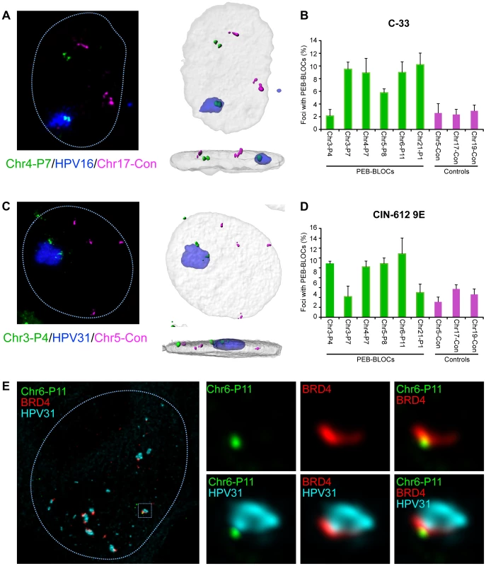 Papillomavirus replication factories are associated with PEB-BLOCs.