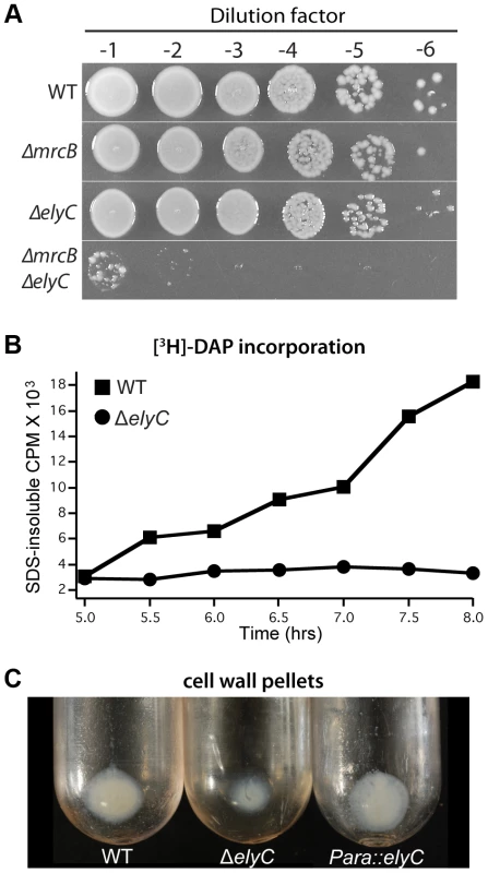 Mutants lacking ElyC have a PG synthesis defect.