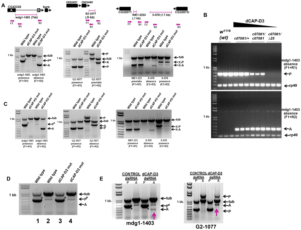 Decreased levels of dCAP-D3/Condensin II result in a local loss of retrotransposon sequence <i>in vivo</i> and <i>in vitro</i>.