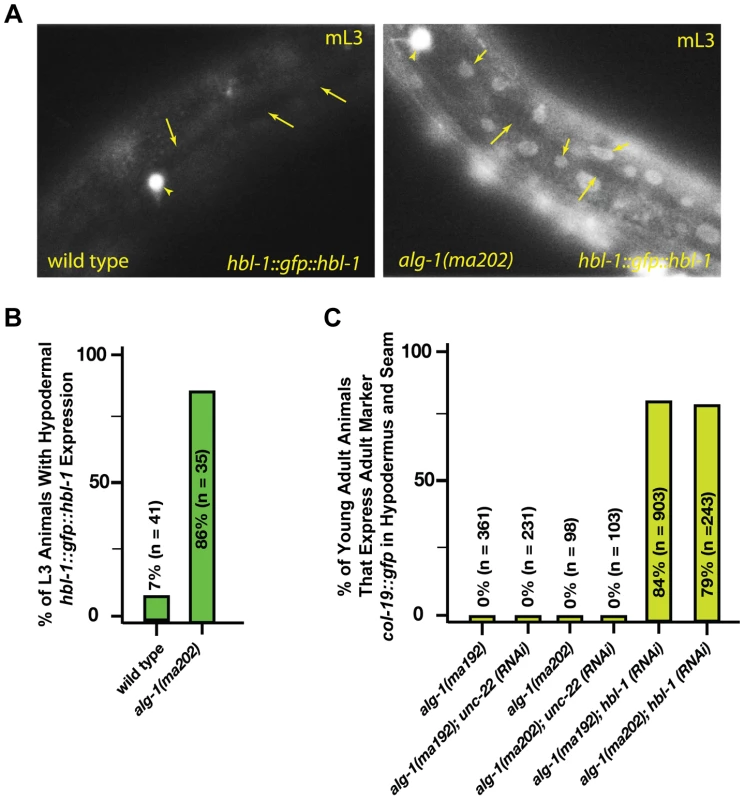 <i>alg-1(anti)</i> mutations affect <i>hbl-1</i> expression.