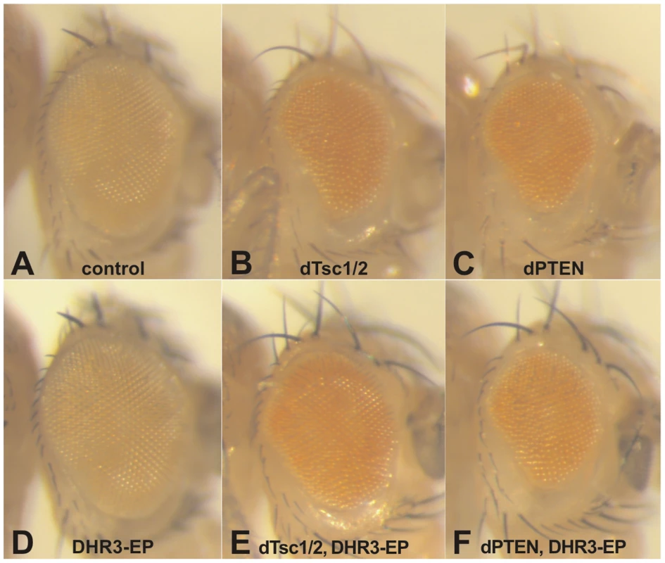 DHR3–EP specifically counteracts Tsc-dependent growth suppression.