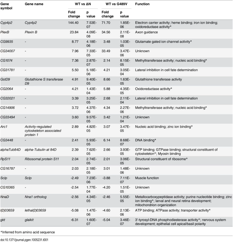 Genes misregulated by Lamin C ΔN and G489V.