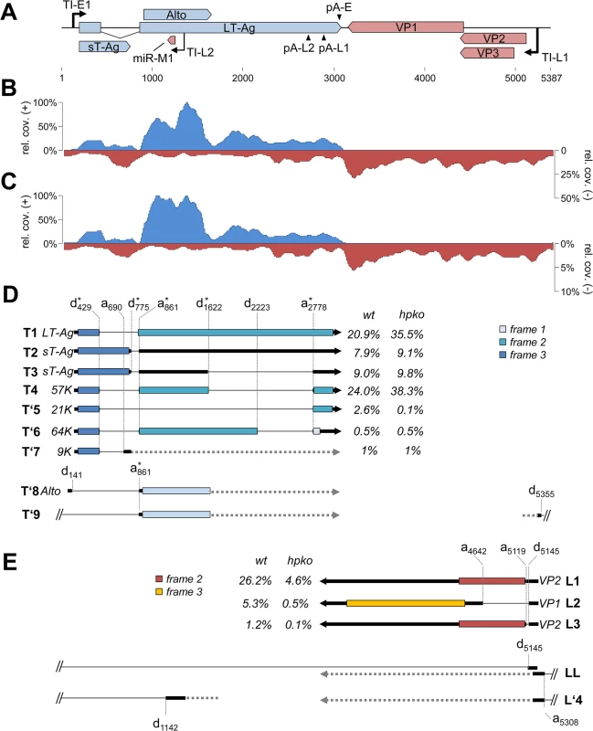 RNA-seq analysis of replicating MCPyV genomes.
