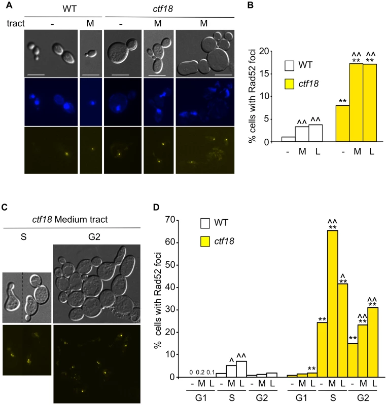 Cell cycle dependency of Rad52 focus formation in <i>ctf18</i> cells.