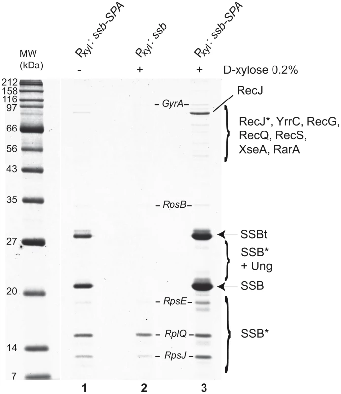 Tap-tag of <i>B. subtilis</i> SSB.