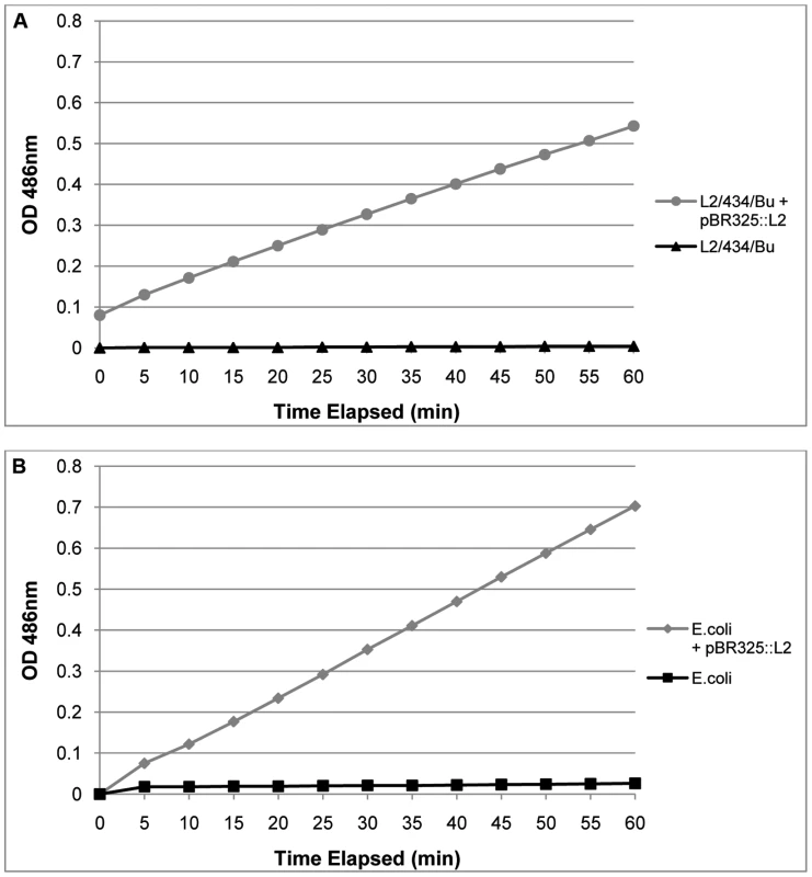 Purified, transformed RBs have β – lactamase activity.