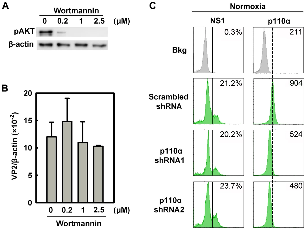Regulation of B19V infection of CD36<sup>+</sup> EPCs by the PI3K/AKT pathway.