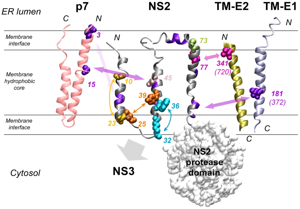Summary of interactions within NS2 and with HCV proteins as deduced from the genetic analysis.