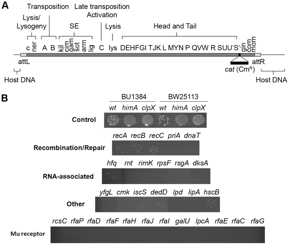 Identification of <i>E. coli</i> mutants in the Keio library defective in recovery of Mu::Cm insertions.