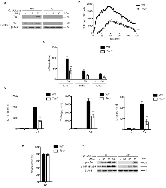 Lack of Tec impairs the inflammatory response to fungal pathogens.