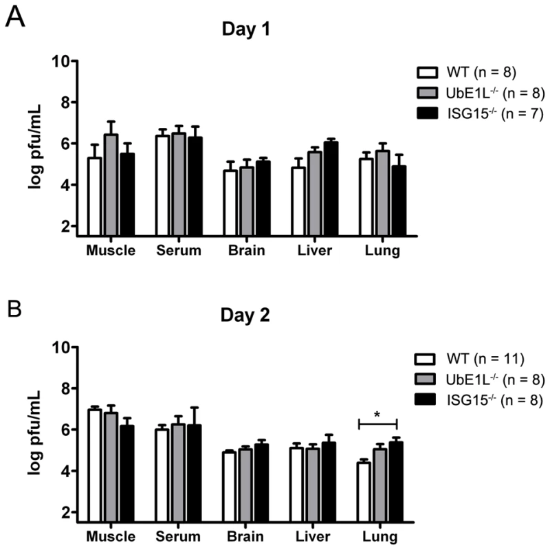 ISG15<sup>−/−</sup> and UbE1L<sup>−/−</sup> mice display similar viral loads to WT mice.