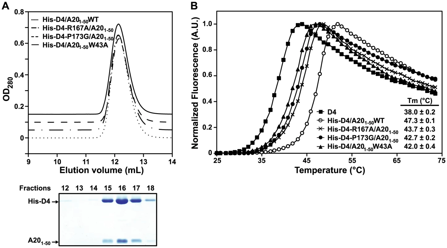 Point mutations at the D4/A20<sub>1–50</sub> interface affect complex stability.