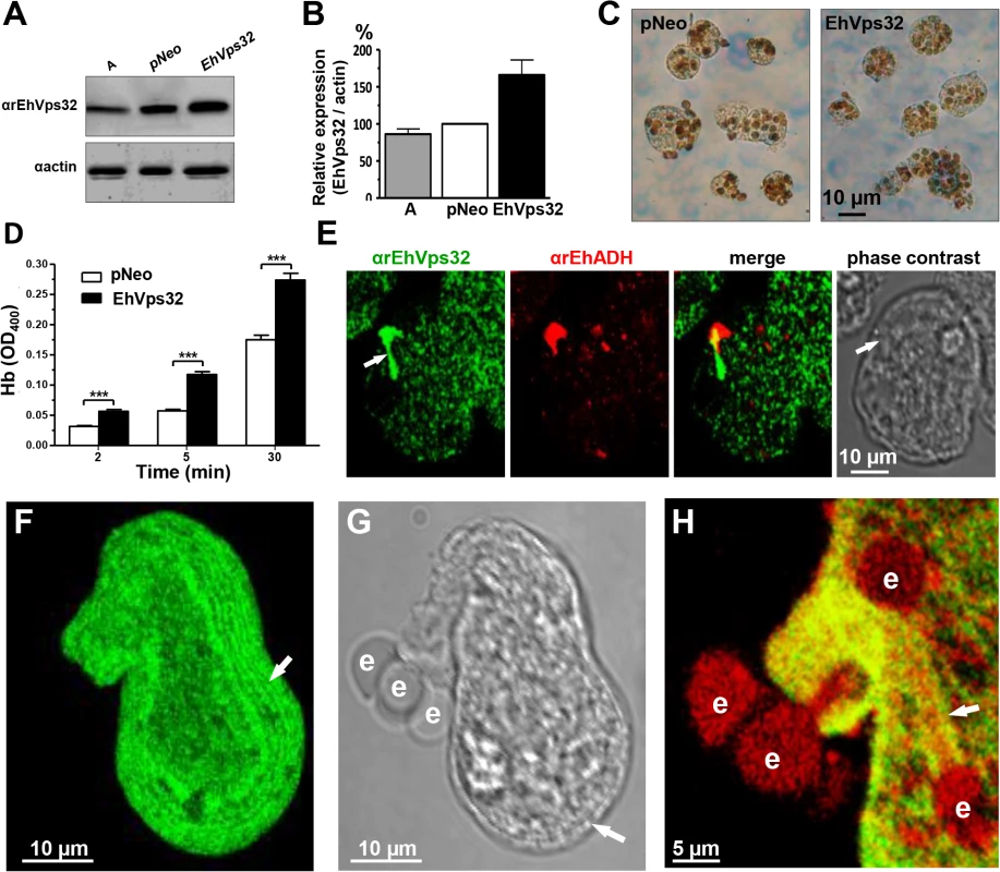 Expression and localization of EhVps32 and rate of erythrophagocytosis in <i>pNeoEhvps32-HA</i> transfected trophozoites.
