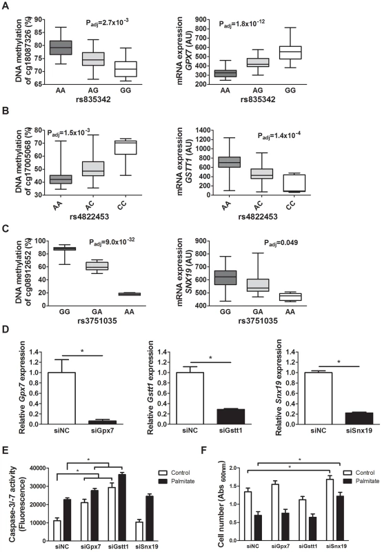 Identified mQTL/eQTL candidate genes <i>GPX7</i>, <i>GSTT1</i> and <i>SNX19</i> affect β-cell number and apoptosis.