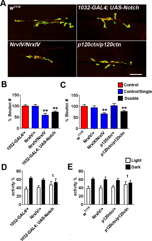 Bouton number at the <i>Drosophila</i> NMJ following the overexpression and mutation of the <i>Drosophila</i> unique orthologues of candidate genes identified from human autism-associated copy number variants (CNVs).