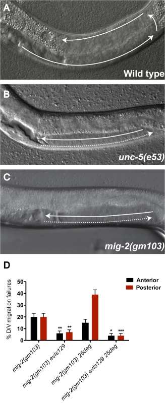 The constitutively active <i>mig-2(gm103)</i> gain-of-function allele displays <i>unc-5</i> mutant-like phase 2 D/V migration failures suppressed by over-expressing <i>unc-5(+)</i> in the DTCs.