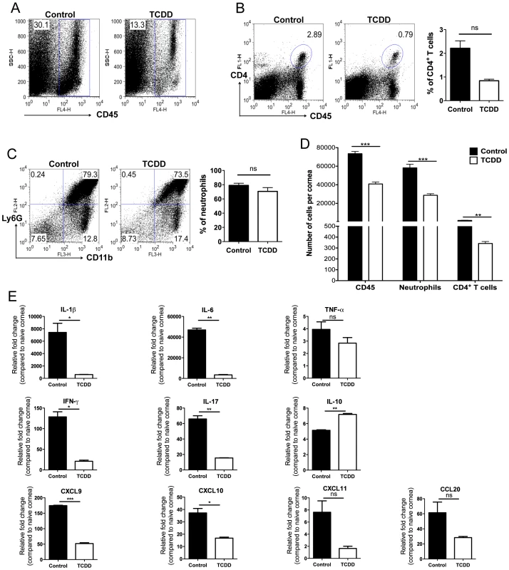 TCDD treatment reduces cellular infiltration and cytokine levels in corneas of HSV infected animals.
