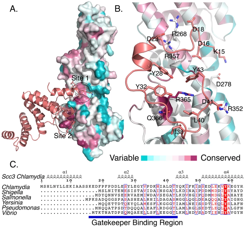 Sequence conservation in CopN and Scc3.