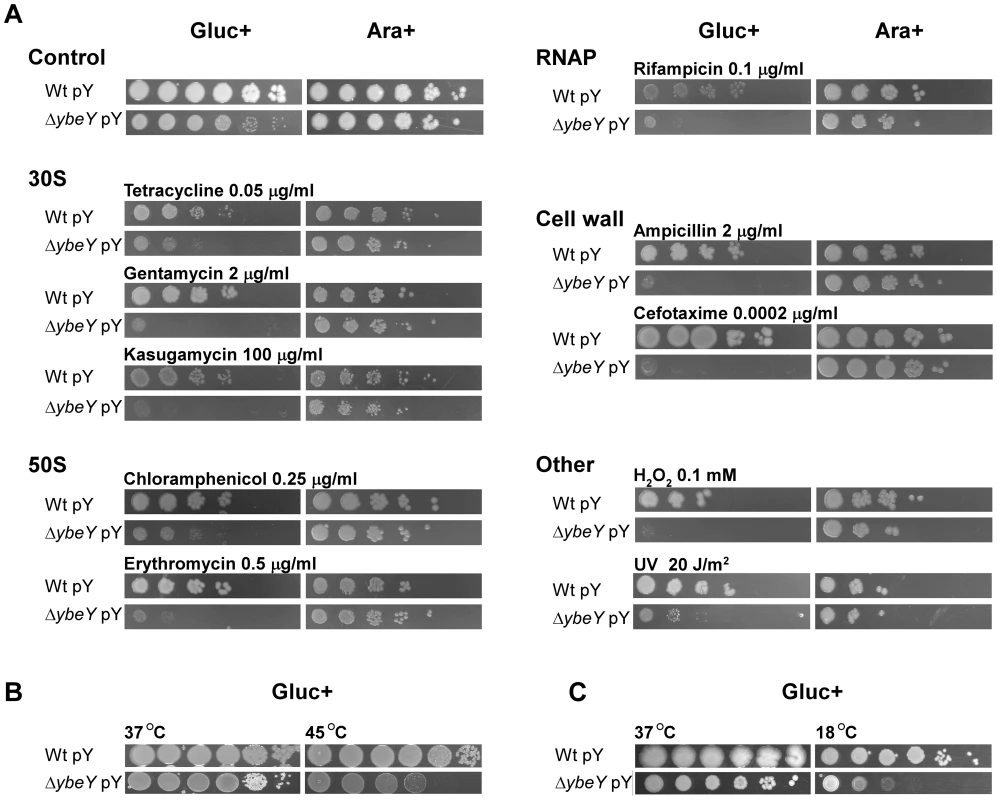 Sensitivity of <i>V. cholerae</i> Δ<i>ybeY</i> to various stresses.