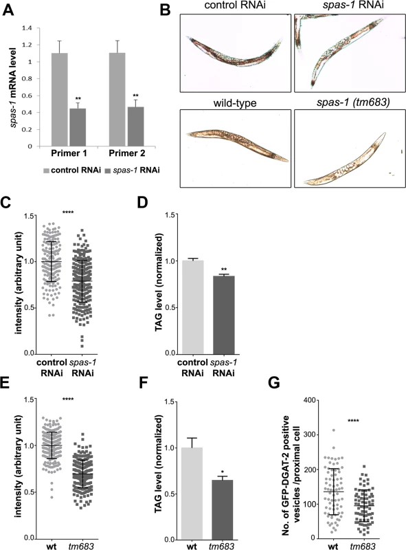 <i>spas-1</i> knockdown or deletion reduces neutral lipids in <i>C</i>. <i>elegans</i>.