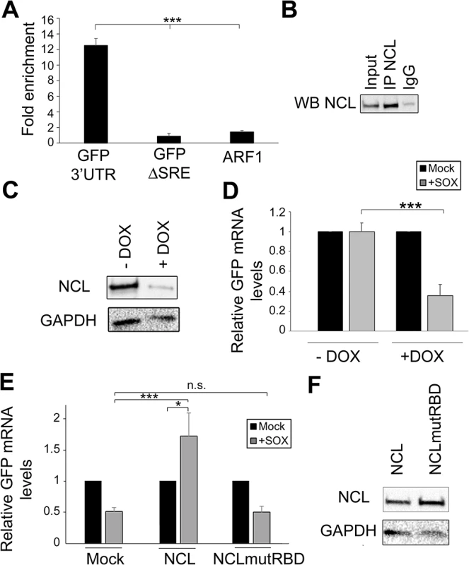 NCL binds the SRE in cells and contributes to IL-6 resistance.