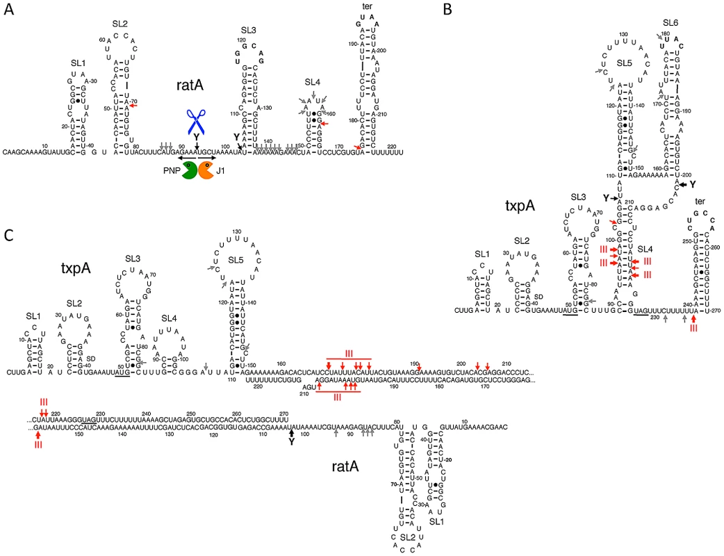 Secondary structures of RatA, <i>txpA</i>, and the RatA/<i>txpA</i> hybrid.