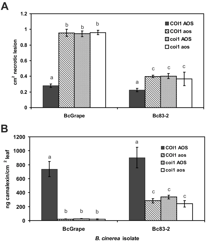 Lesion size and camalexin accumulation in <i>A. thaliana</i> deficient in both synthesis and perception of jasmonates.