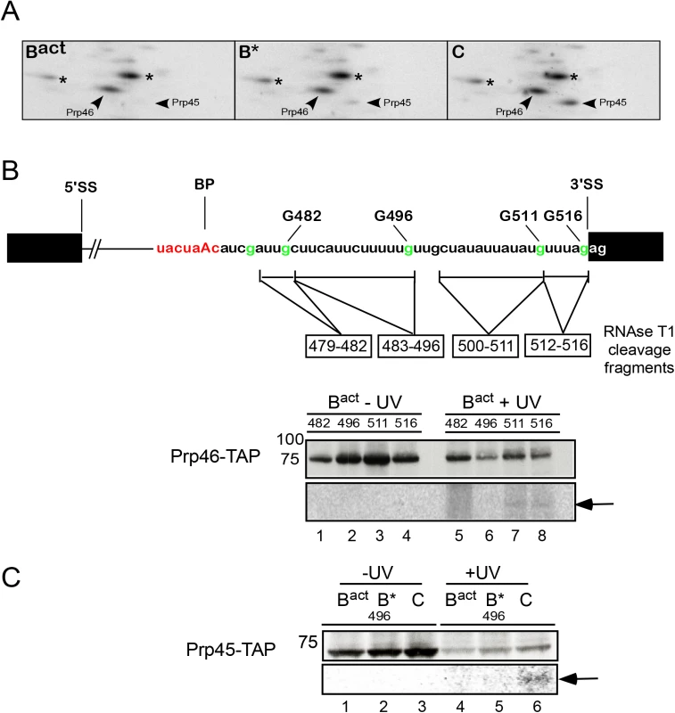 Interaction of Prp46 and Prp45 with the region around the 3’SS during catalytic activation and step 1 catalysis.