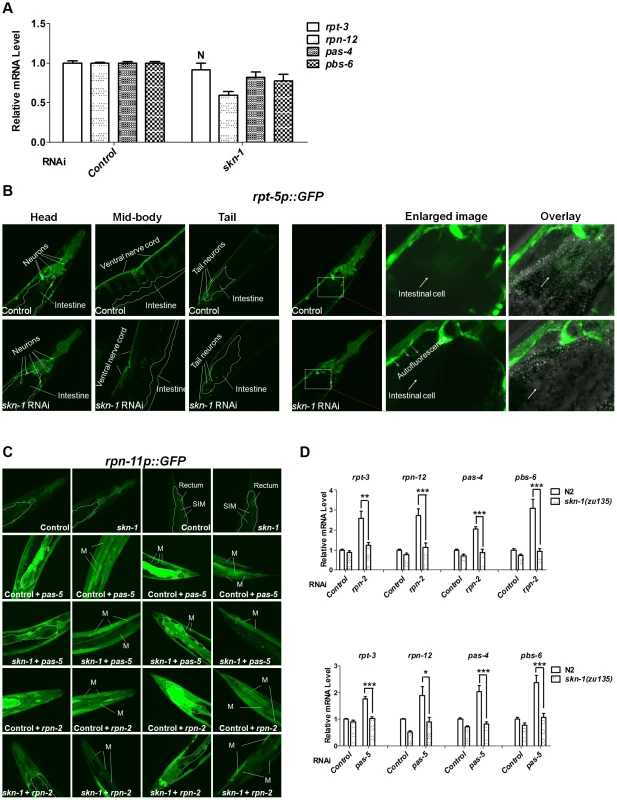 Importance of SKN-1 for the proteasome bounce-back response.