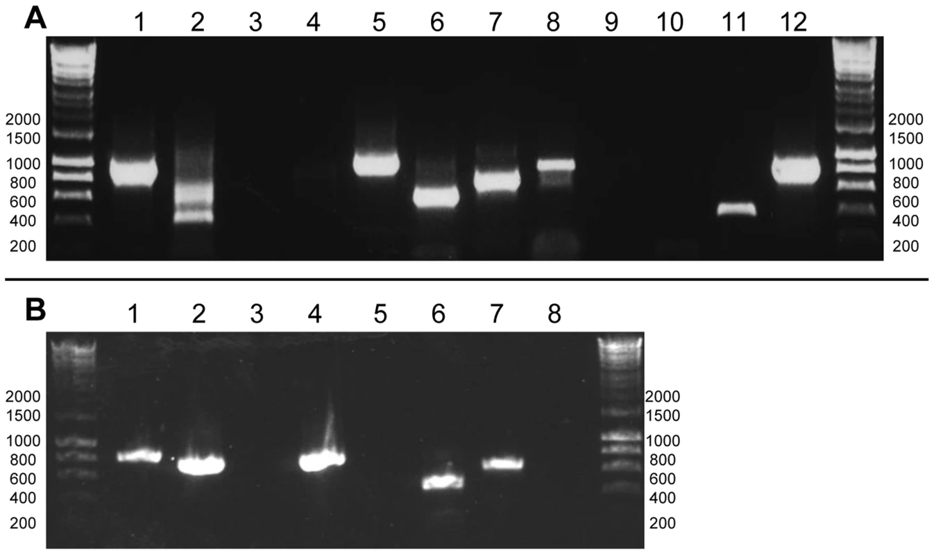 Determining the poly(U) state of representative chloroplast genes from <i>C. velia</i> and <i>V. brassicaformis</i>.