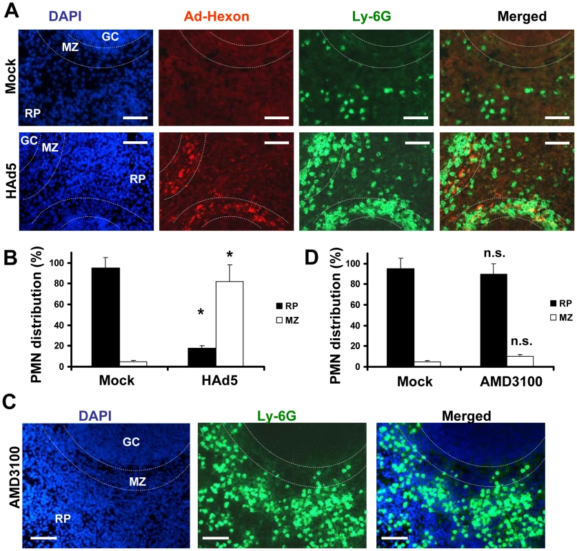 Specific Ly-6G<sup>+</sup> leukocyte retention in the splenic marginal zone occurs in response to Ad, but not AMD3100.