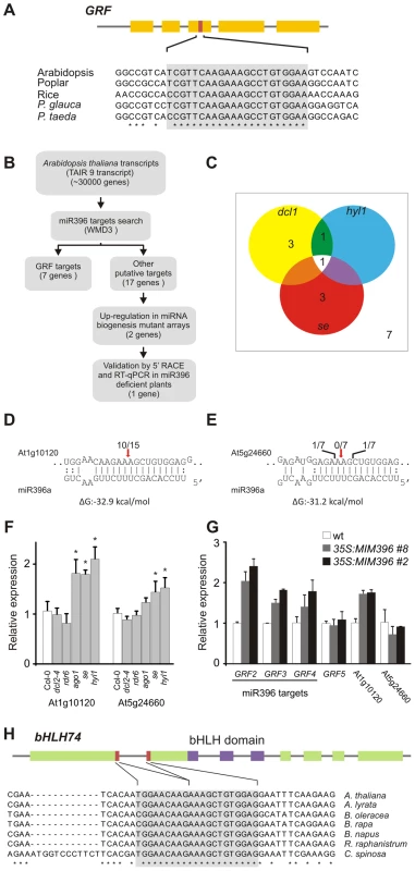 Analysis of potential miR396 targets in <i>Arabidopsis thaliana</i>.