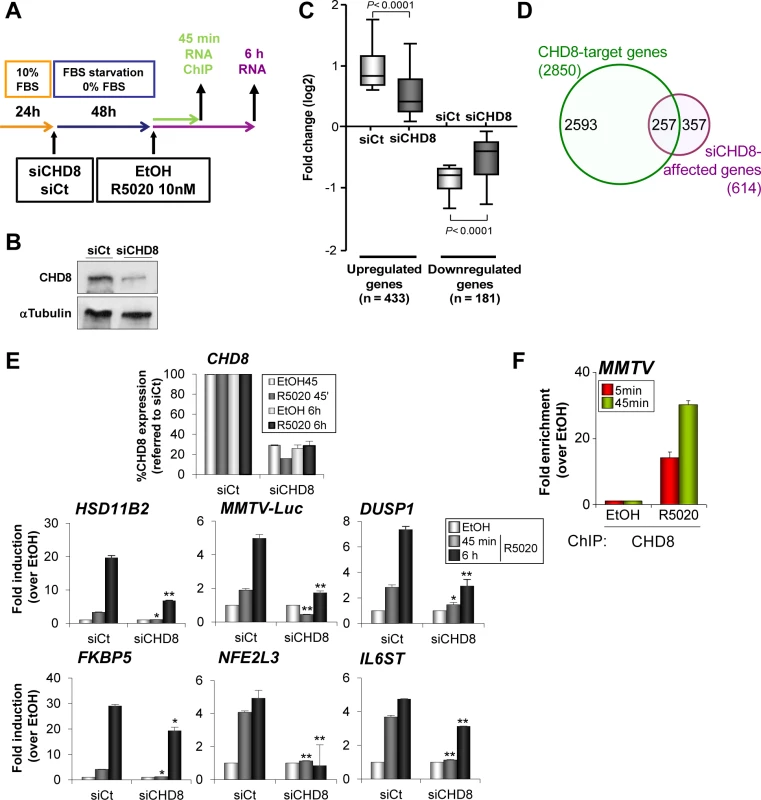 CHD8 is required for progesterone-dependent gene regulation.