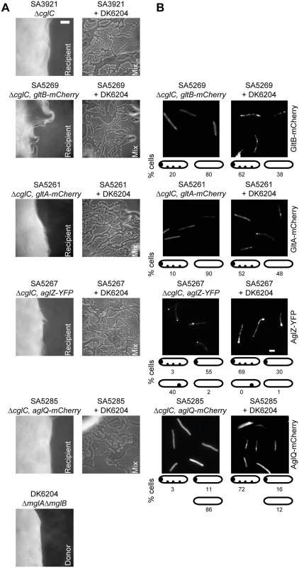 CglC stimulates formation of motility complexes after transfer.
