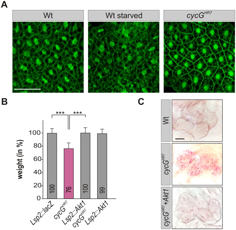 <i>CycG</i> acts genetically downstream of PI3K92E.
