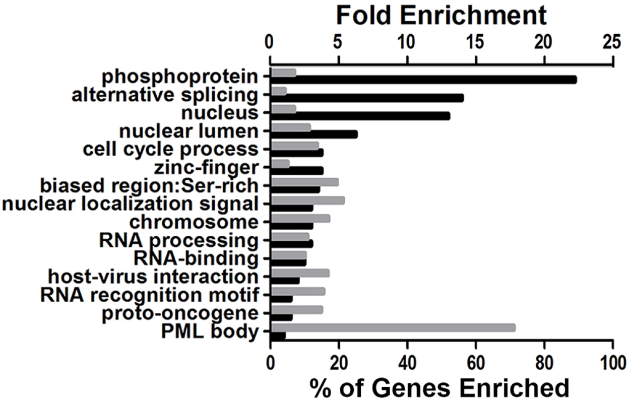 DAVID bioinformatic analysis of the phosphoproteomic screening results.