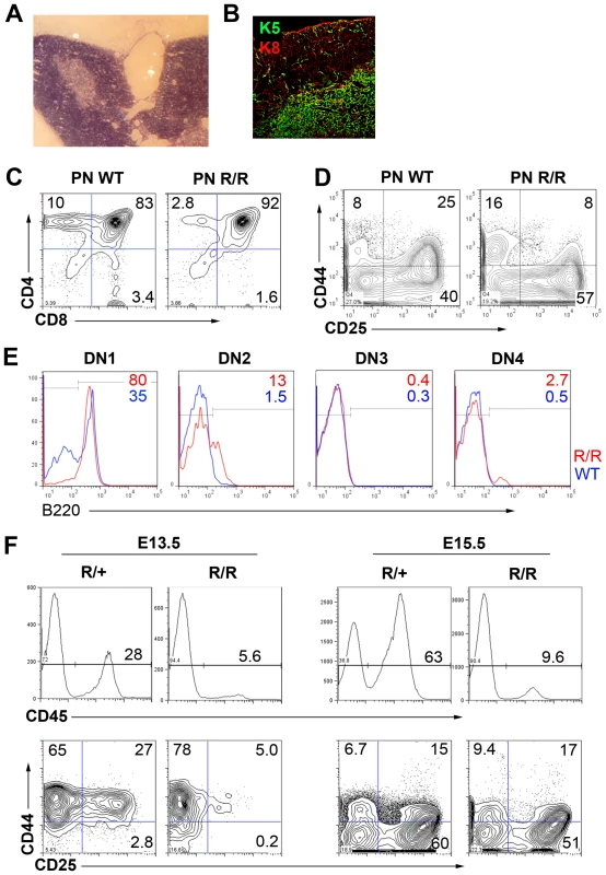 Functional deficit in <i>Foxn1<sup>R/R</sup></i> TEC.