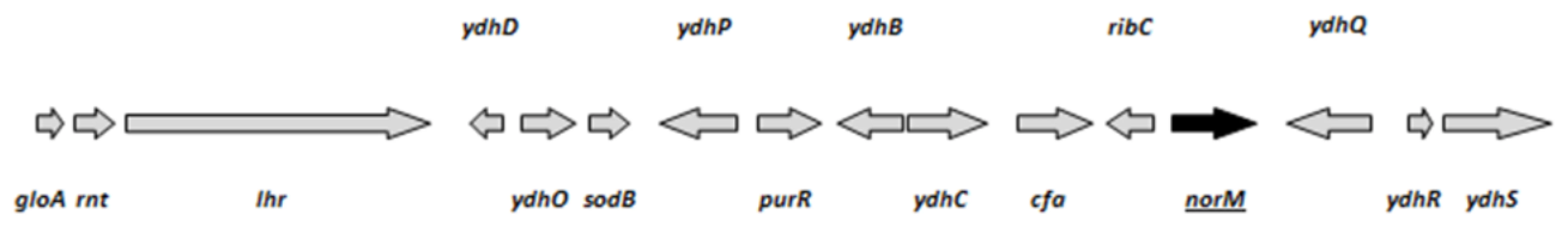 ORFs (arrows) present in the isolated chromosomal fragment.